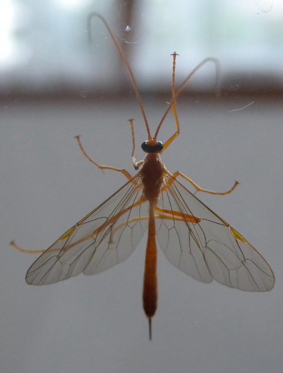 Netelia sp. (Ichneumonidae Tryphoninae) femmina